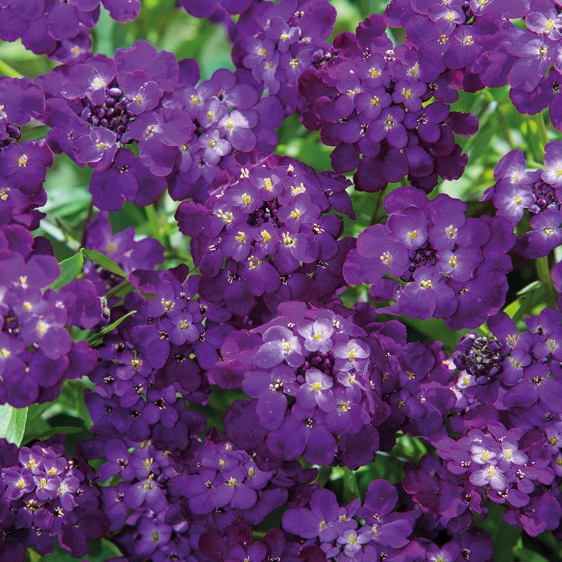 Candytuft Purple Rain Flower Seeds