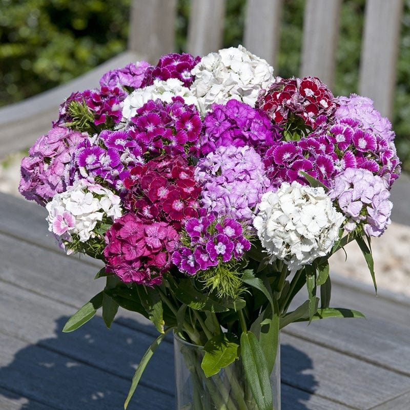 Dianthus Hollandia Mixed Flower Seeds