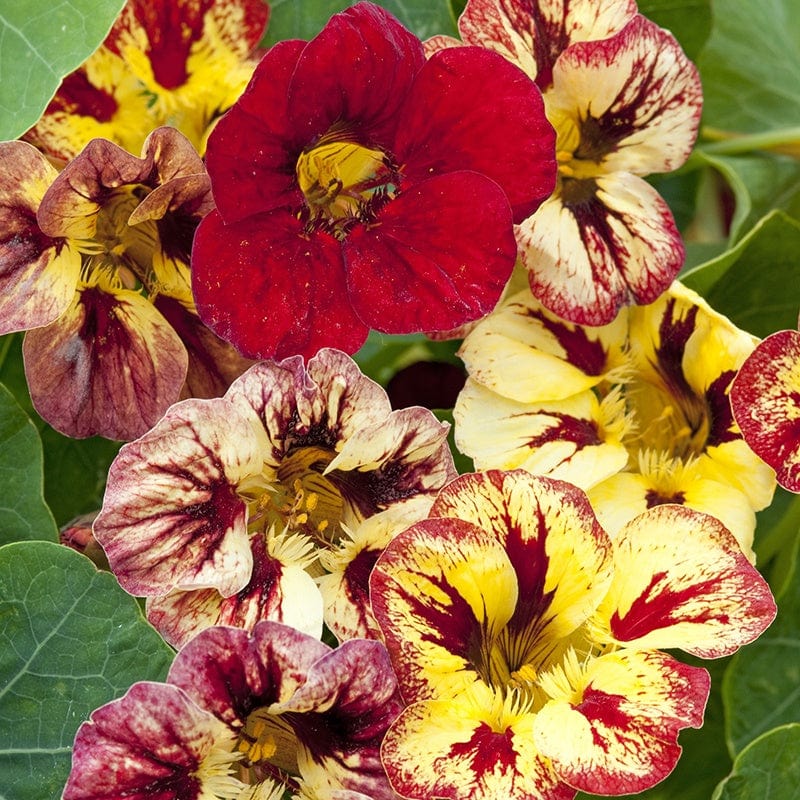 Nasturtium Bloody Mary Flower Seeds