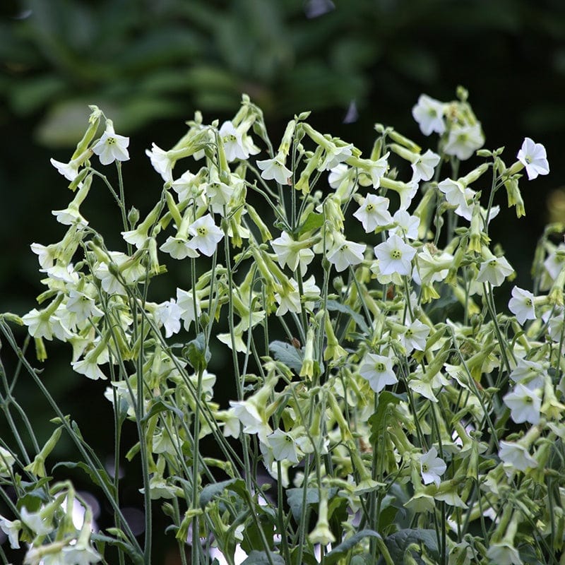 Nicotiana Starlight Dancer Flower Seeds