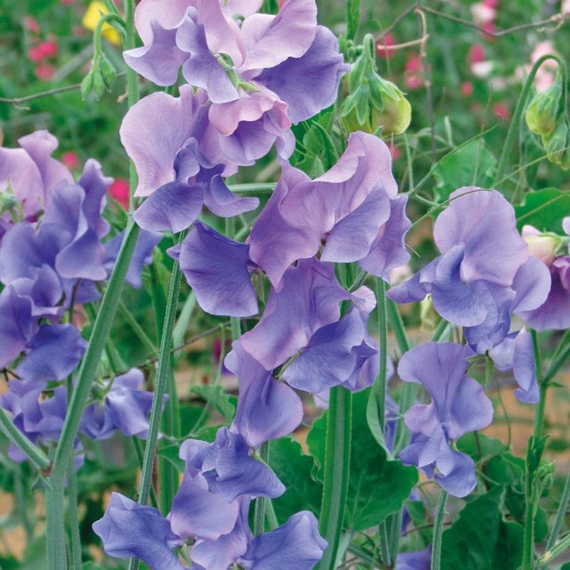 Sweet Pea Our Harry Flower Seeds