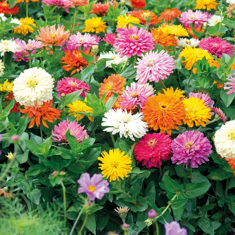 Zinnia Choice Mixed Flower Seeds