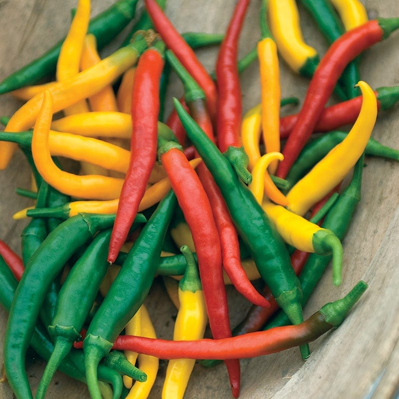 Pepper (Hot) Devil's Brew Vegetable Seeds