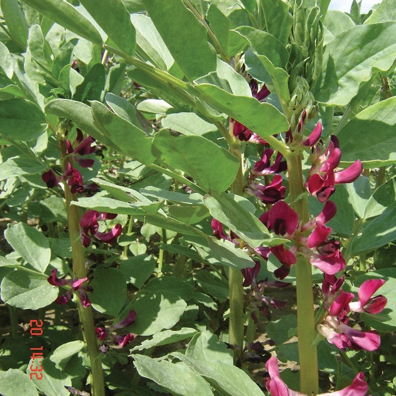 Broad Bean Crimson Flowered Vegetable Seeds