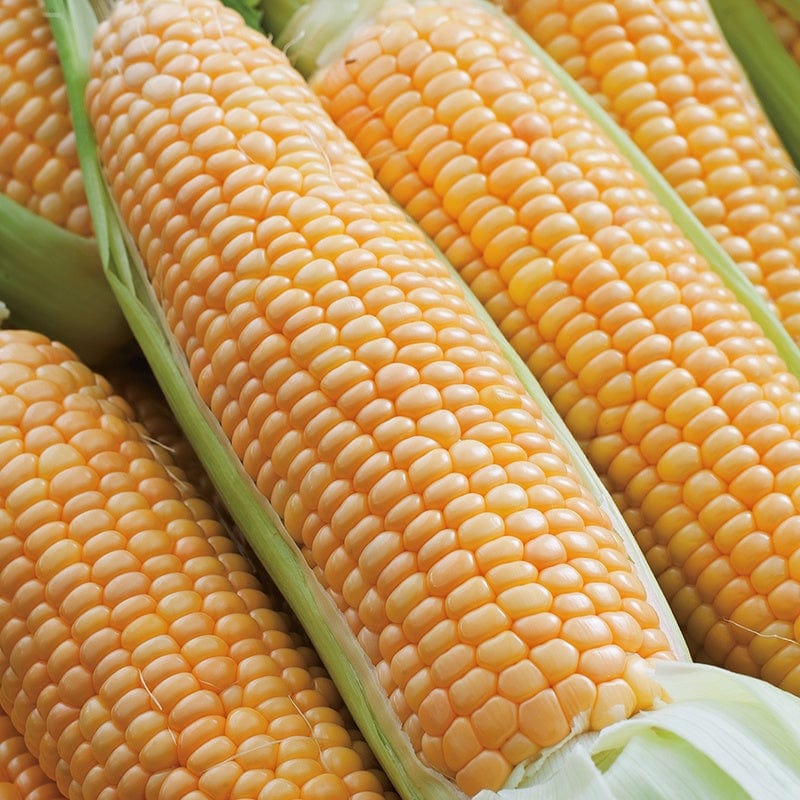 RHS Sweet Corn Prelude F1 Vegetable Seeds