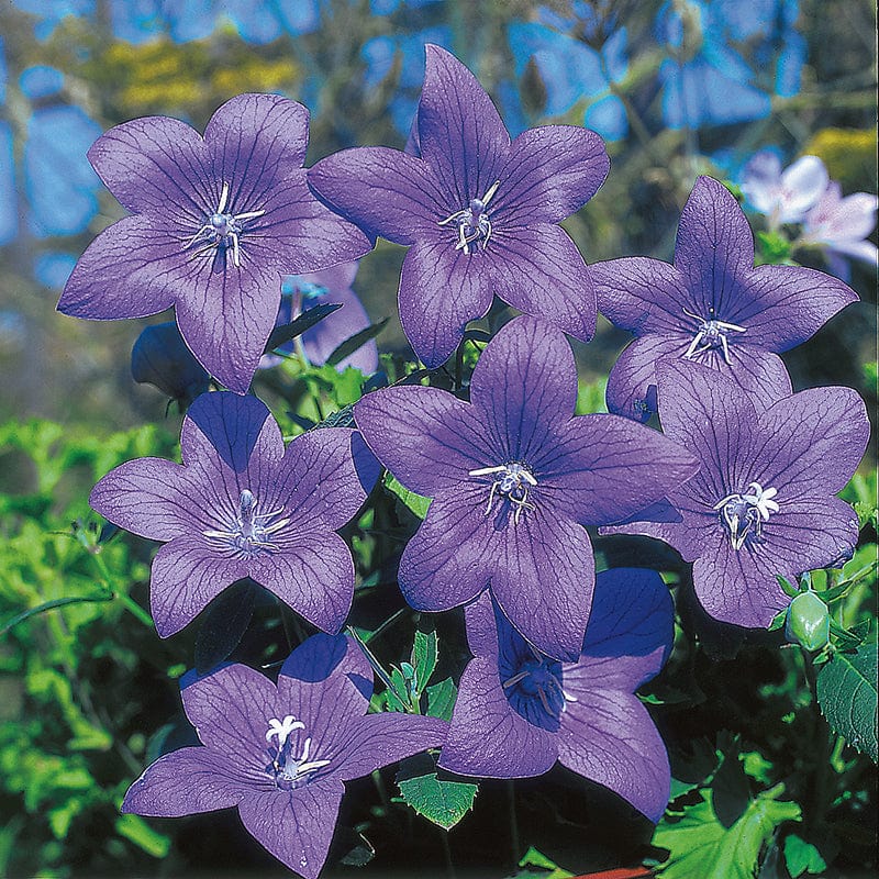 RHS Platycodon grandiflora Flower Seeds