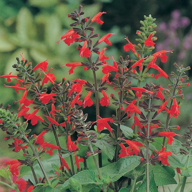 RHS Salvia Lady In Red Flower Seeds