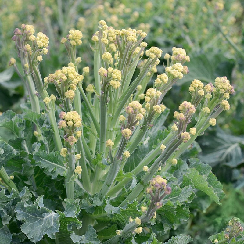Broccoli White Sprouting Burbank F1 Vegetable Seeds