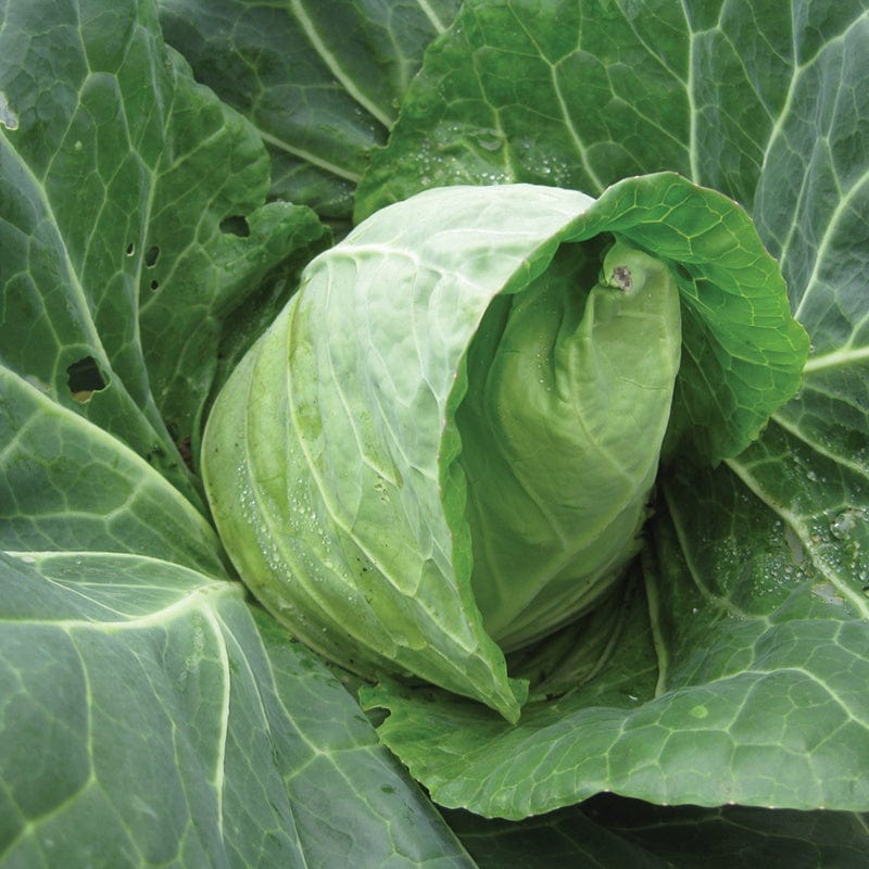 Cabbage Duncan F1 Vegetable Seeds