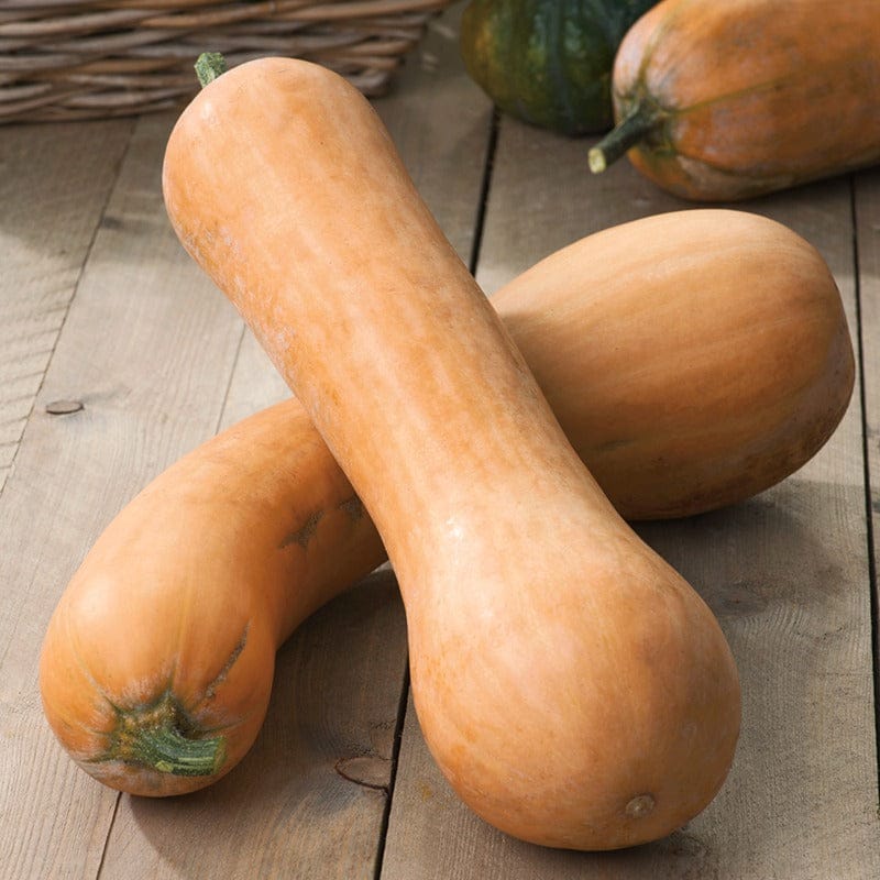Squash (Butternut) Tahiti Melon From Mr Fothergills Seeds and Plants