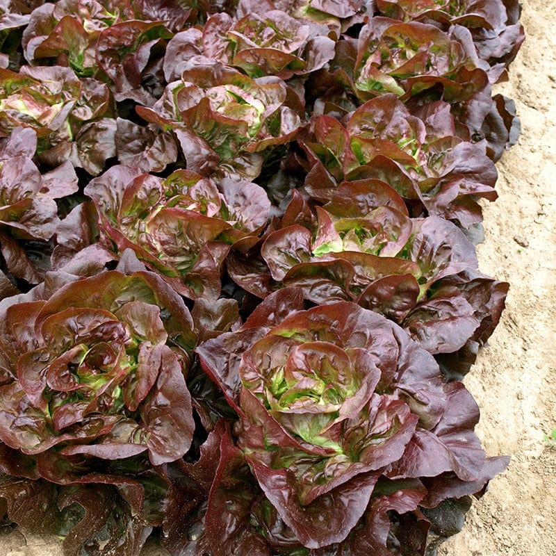 Lettuce Laurenzio Vegetable Seeds