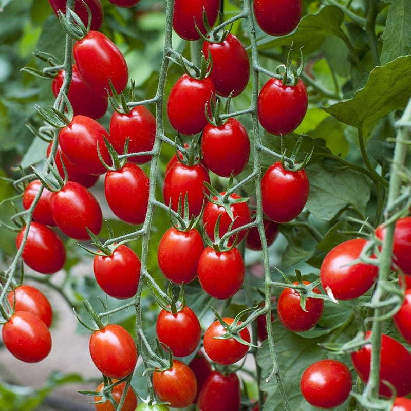 Tomato (Plum) Riesling F1 Vegetable Seeds