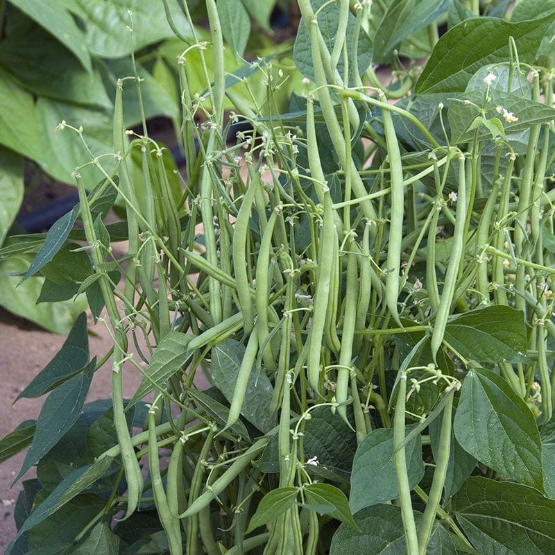 Dwarf (French) Bean Mascotte Vegetable Seeds