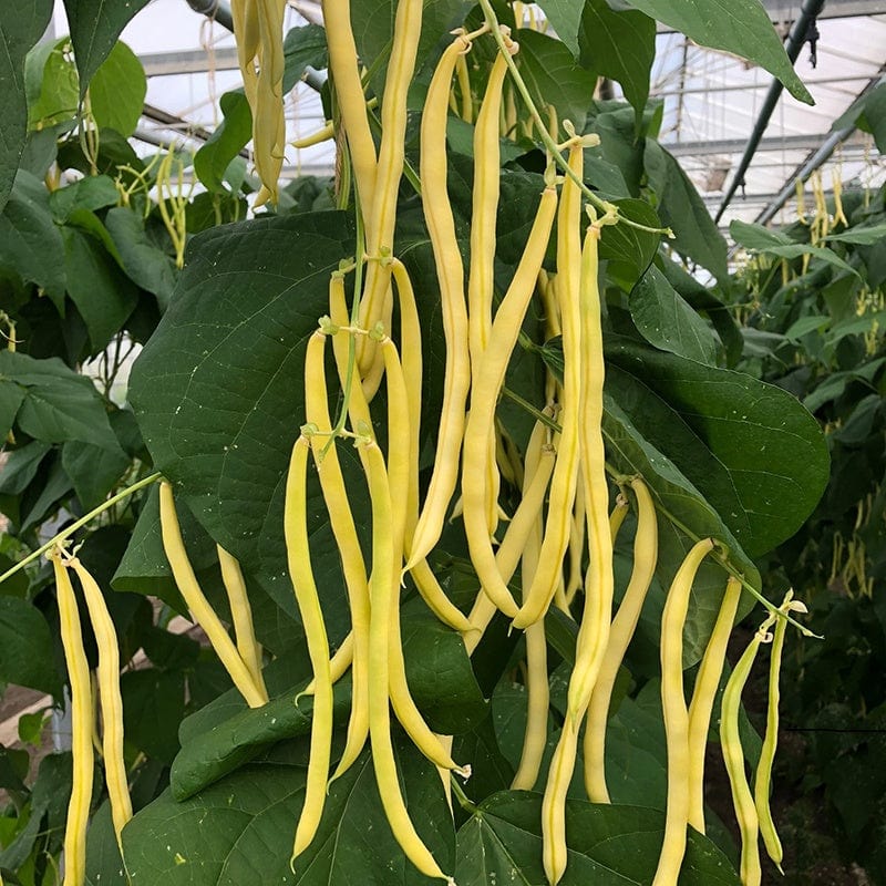 Climbing (French) Bean Sunshine Vegetable Seeds