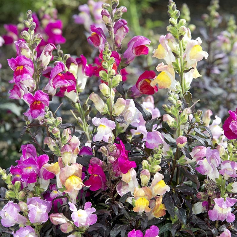 Antirrhinum Twilight Mix Flower Seeds