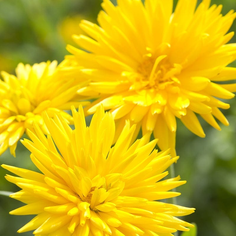 Calendula Porcupine Yellow Flower Seeds