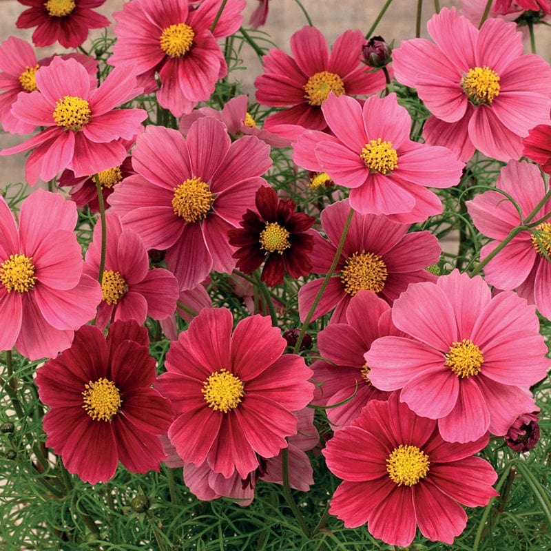 Cosmos Antiquity Flower Seeds