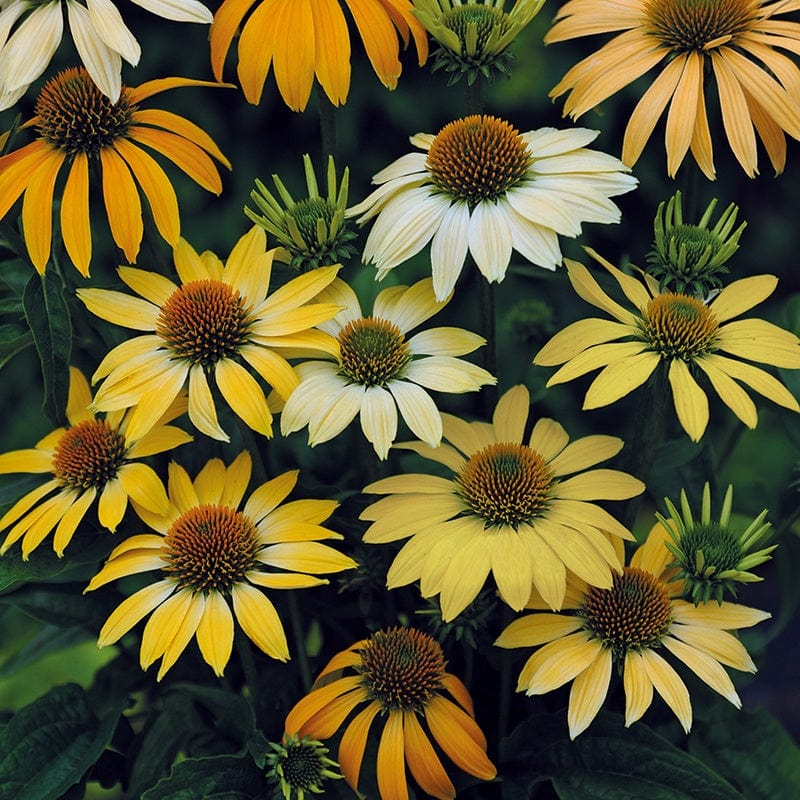 Echinacea Mellow Yellows Flower Seeds