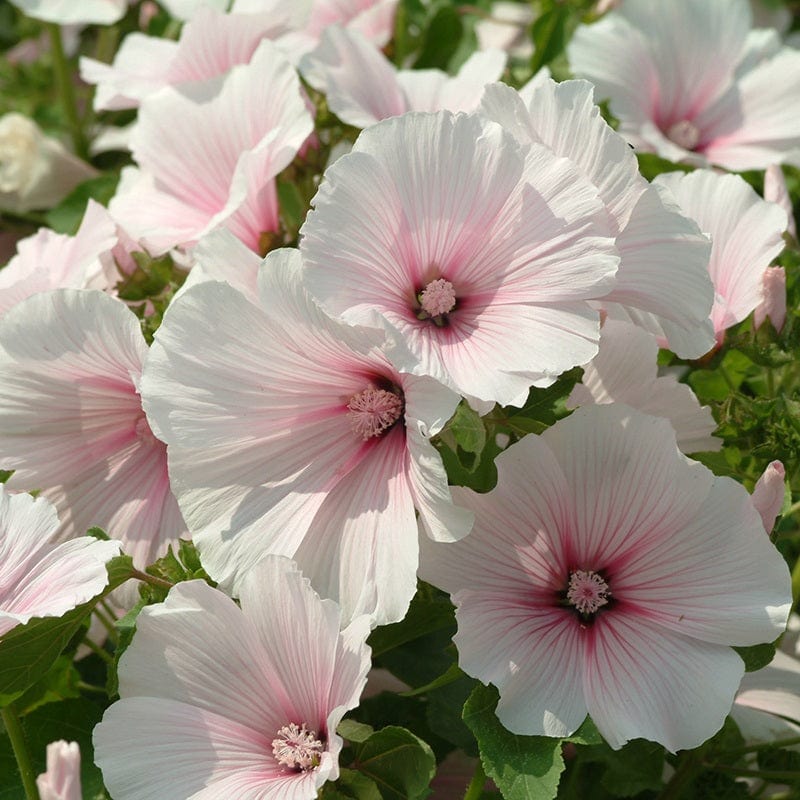 Lavatera Dwarf Pink Blush Flower Seeds