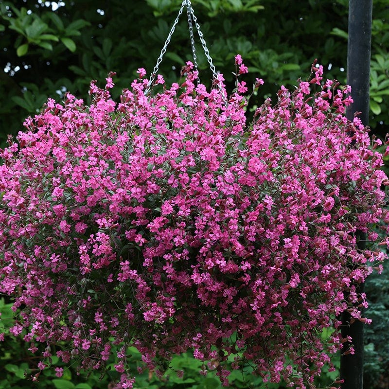 Silene Sibella Carmine Flower Seeds