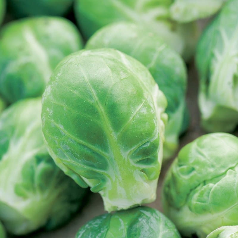 Brussels Sprout Brenden F1 Vegetable Seeds