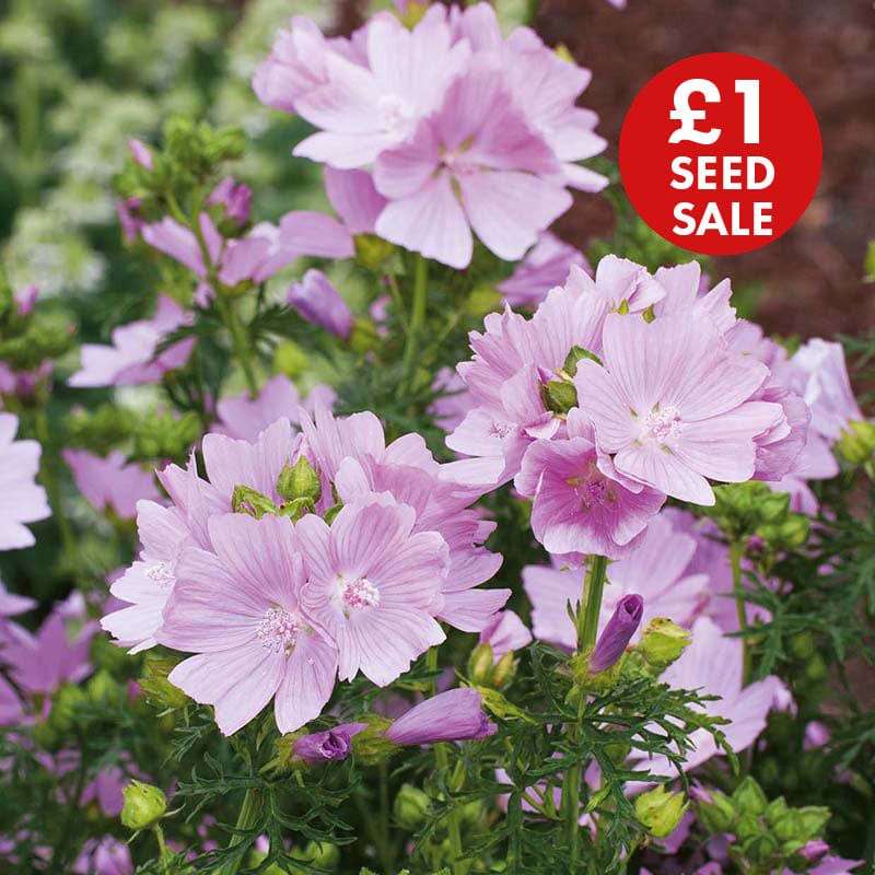 Musk Mallow Wildflower Seeds