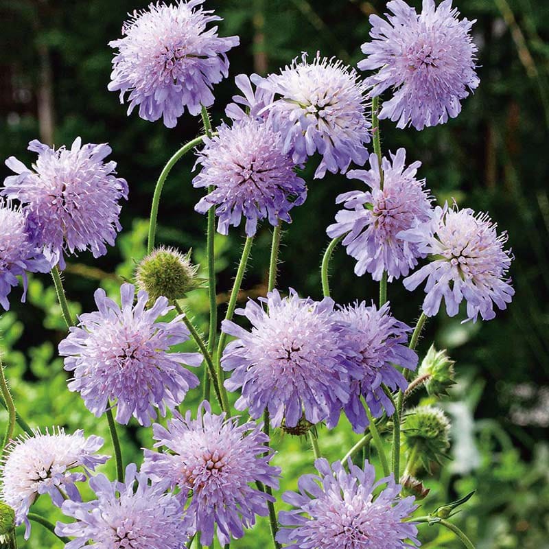 Field Scabious Seeds