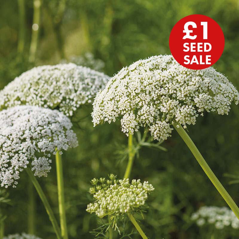 Wild Carrot Wildflower Seeds