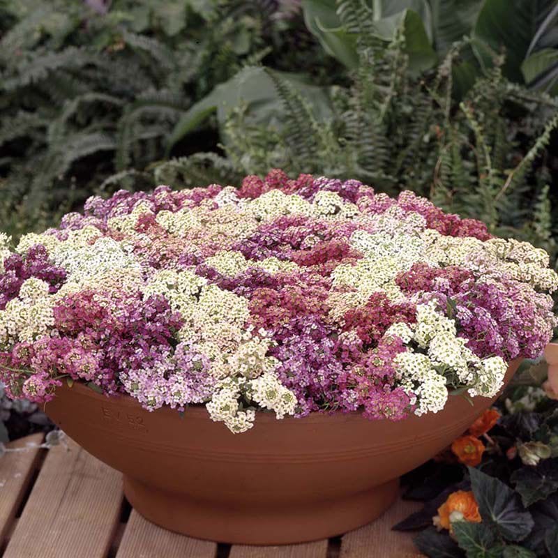 Alyssum Aphrodite Mixed Flower Seeds