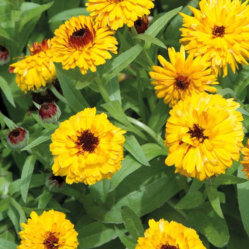 Calendula Bull's Eye Flower Seeds