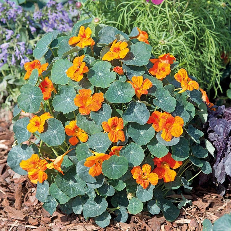 Nasturtium Baby Orange Flower Seeds