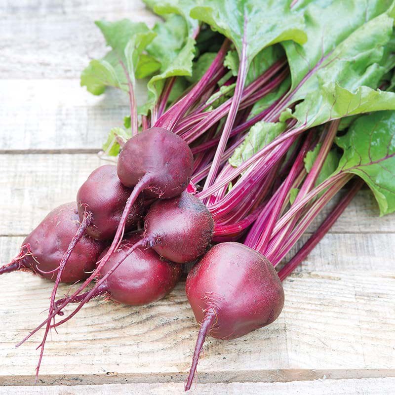 Beetroot Kornett Seeds