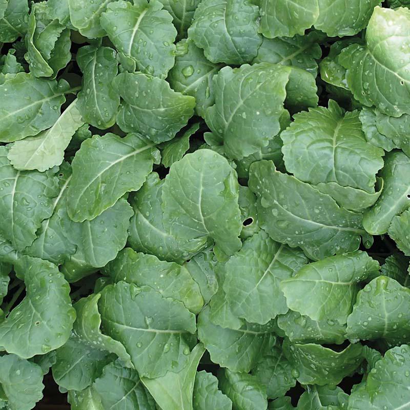 Kale (Ethiopian) Amara Vegetable Seeds