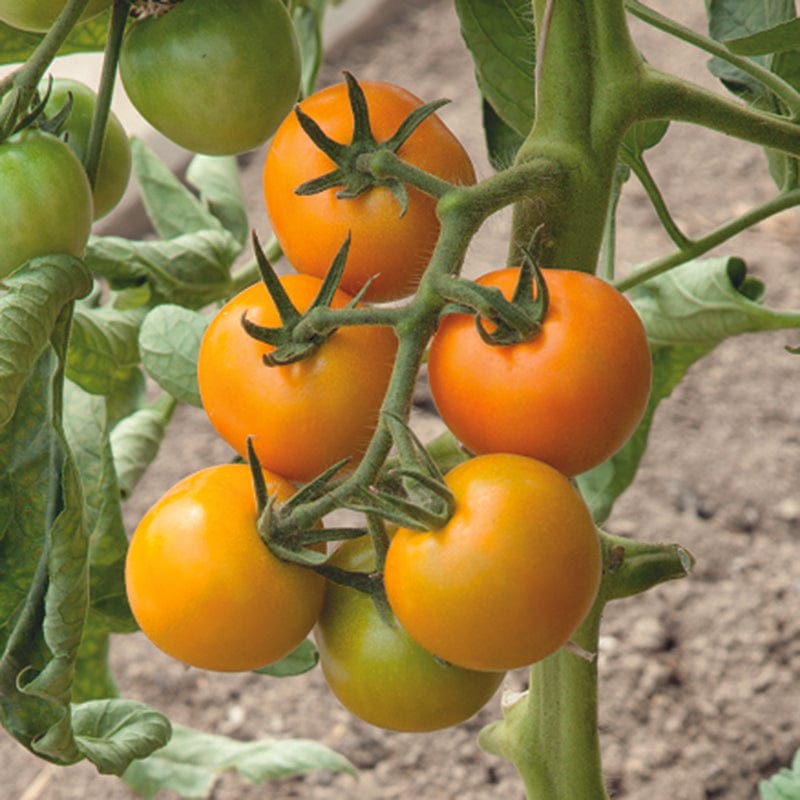 Tomato Merrygold F1 Vegetable Seeds