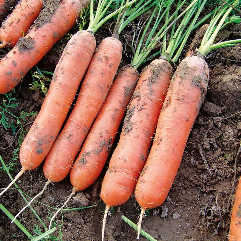 RHS Carrot Marion F1 Vegetable Seeds