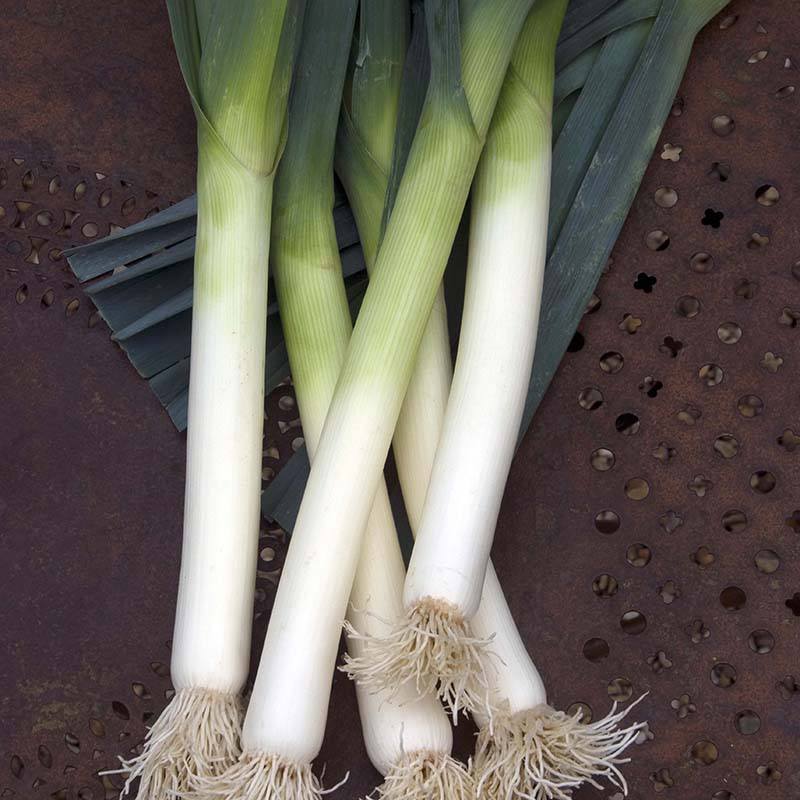 RHS Leek Porbella Vegetable Seeds