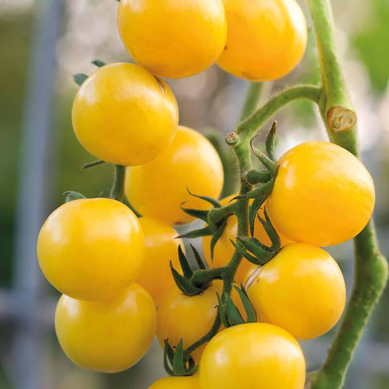Tomato (Cherry) Gold Nugget Vegetable Seeds