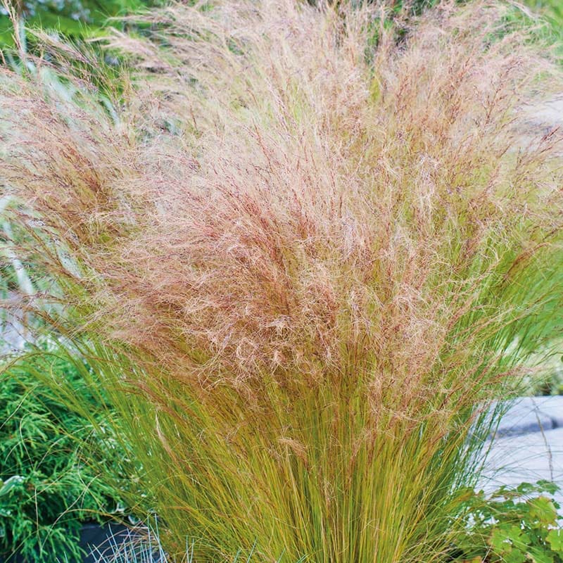 RHS Stipa Tenuissima Pony Tails Seeds