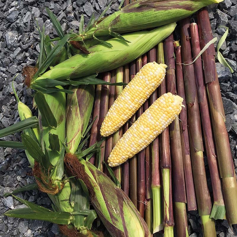 Sweet Corn Picasso F1 Vegetable Seeds