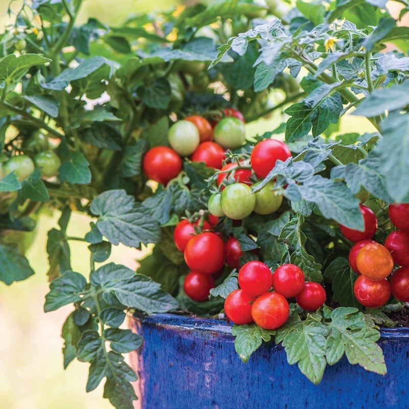 3 x 9cm Potted Plants (LATE) Tomato (Cherry) Veranda Red Vegetable Plants