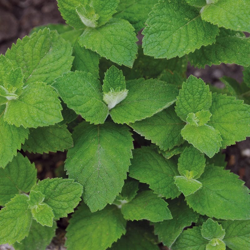 Mint Applemint Herb Seeds