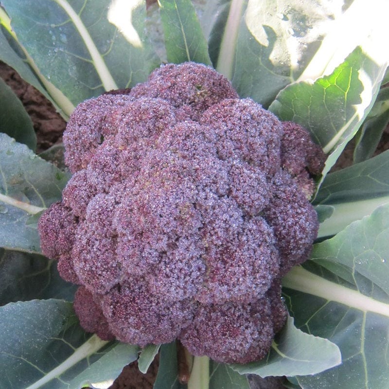 Broccoli (Sprouting) Purple Rain F1 Vegetable Seeds