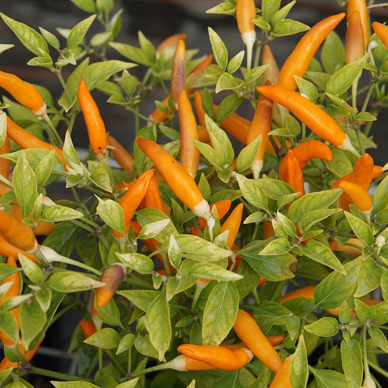 Pepper (Chilli) Mardi Gras Vegetable Seeds