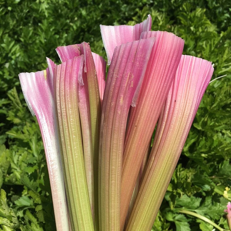 Celery Pink Vegetable Seeds