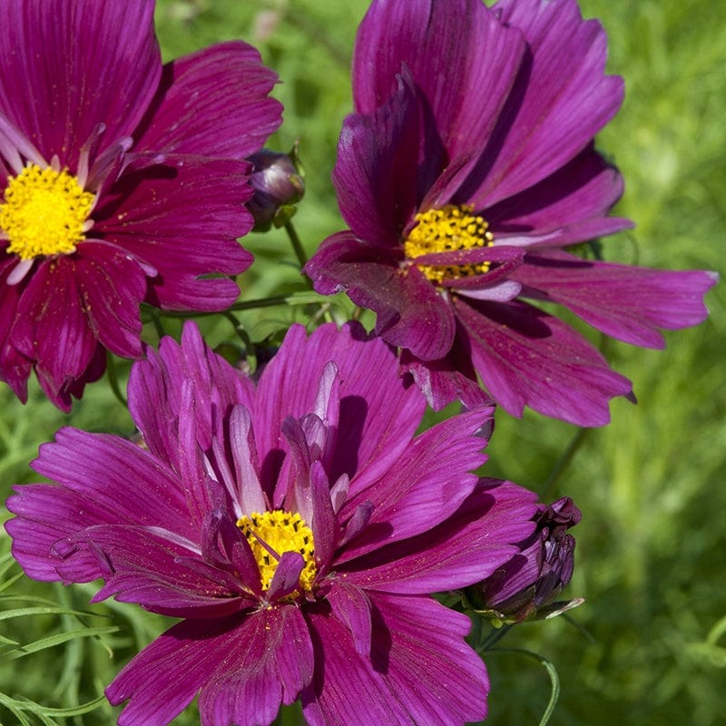 Cosmos Fizzy Purple Flower Seeds