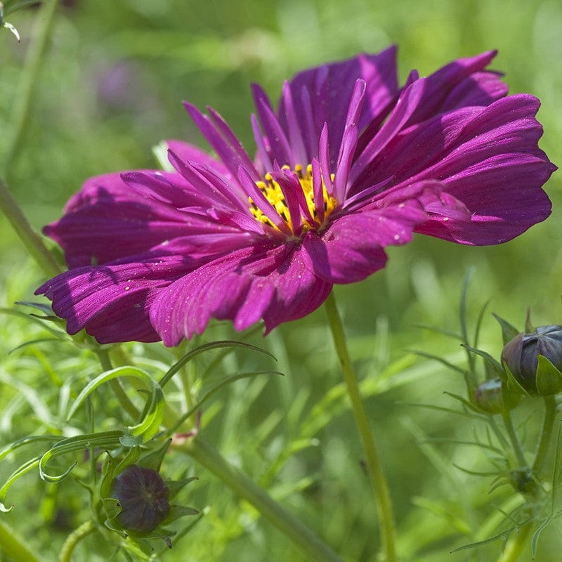 Cosmos Fizzy Purple Flower Seeds