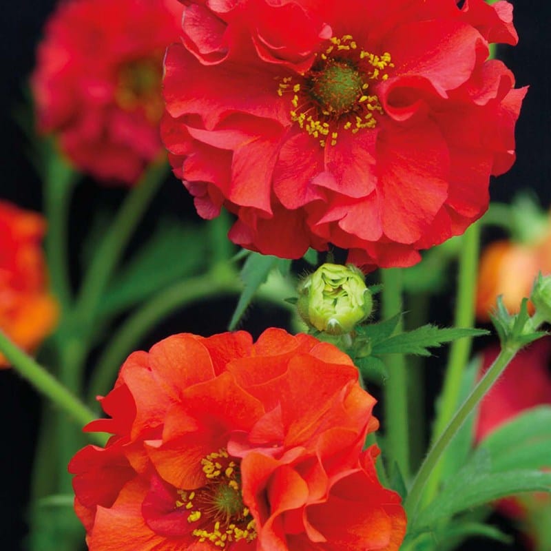 Geum Red Dragon Flower Seeds