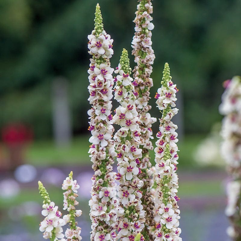 Verbascum Snowy Spires Flower Seeds