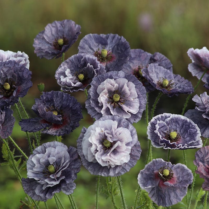 Poppy Amazing Grey Flower Seeds