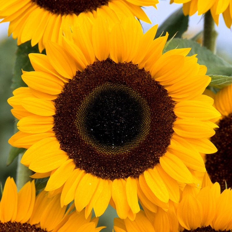 Sunflower Tiffany F1 Flower Seeds